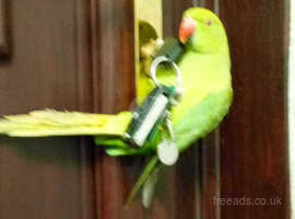 Green Indian ringneck parrot