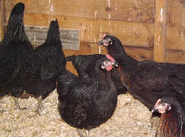 For Sale Point of Lay Pullets