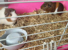 2 bonded male guinea pigs