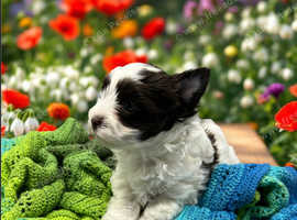 Puppies Yorkshire terrier @Tiny size @ pedigree @