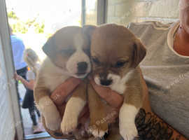 Two female Jack Russell x chihuahua