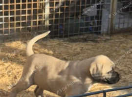 Gorgeous blue/fawn and black/grey * Bully Kutta x Turkish Kangal/Alibi puppies for sale *