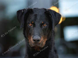 Champion Beauceron Litter - KC 5 STAR LICENSED