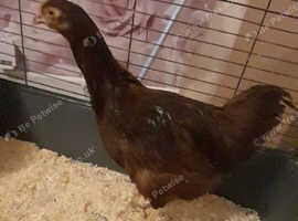 Cockerel