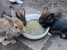 Several rabbits for sale