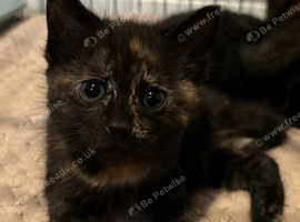 Lovely kittens for sale