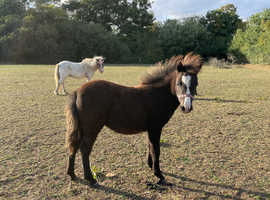 Gorgeous Pure Falabella Filly