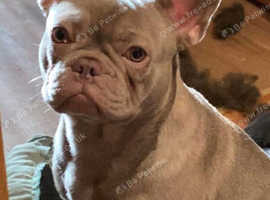 french bulldog/chihuahua pups.