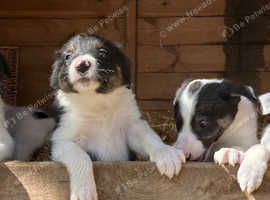 Pure border collies ready now