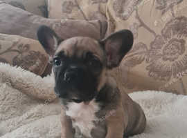 Little Boy Frenchie in Walsall on Freeads Classifieds - French Bulldogs ...