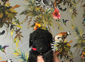 Beautiful KC Registered standard Poodle pups