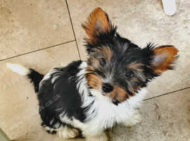Yorkshire terrier Biewer Posh puppie