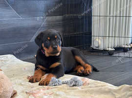 Female. Girl. Pedigree German Rottweiler Bitch puppy. Ready now.
