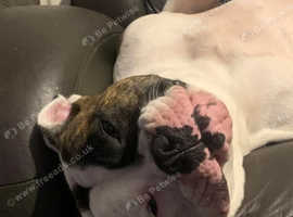 American bulldog
