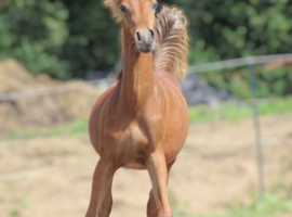 Arabian Stud Reduction