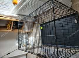 Dog crate