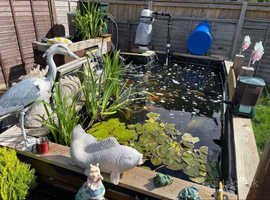 Pond rehoming service