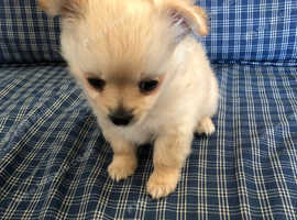 Chihuahua puppies Adorable