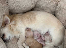 White long haired Chihuahuas