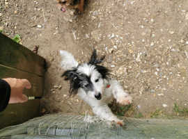 Wanted bedding throws rugs towels sheets dogs beds dog coats anything dog