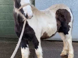 6 month old piebald colt