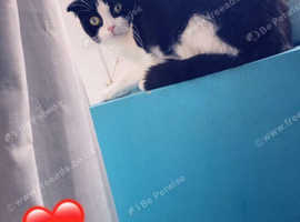 Scottish fold