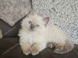 Ragdoll kittens READY NOW 3 LEFT
