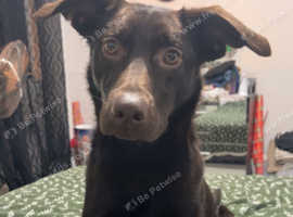 Kelpie cross labrador