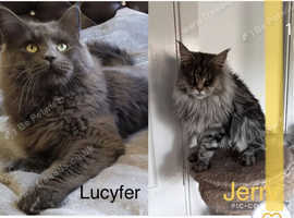 stud maine coon