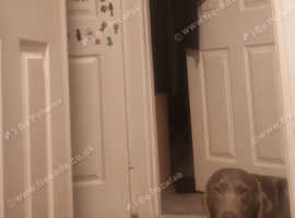 Silver labrador