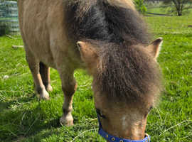 Shetland gelding born May 1st 2023