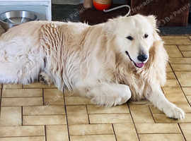 Gentle Giant