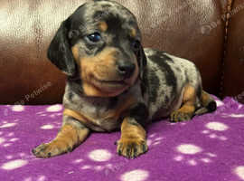 Mini doxie puppies for sale near me hotsell