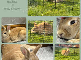 Female bunny