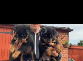 Stunning Rottweiler puppies, litter of 10