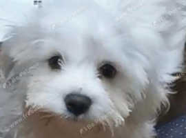 Bishon Maltese