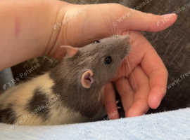 2 Fancy Rat males