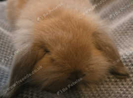 4 babys left lion lops