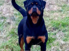 Rottweiler fashion puppies yorkshire