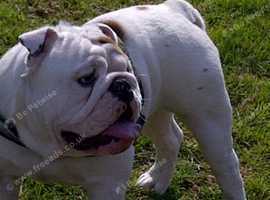 English bulldog looking for home