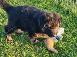 Long haired straight back German Shepard's