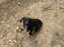 Black male sprollie