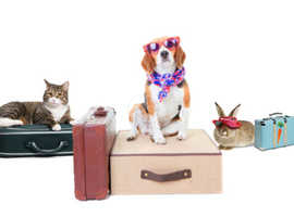 Pet holiday boarding / sitting or home cover