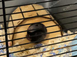 Male rats