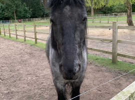 4yo blue roan cob x gelding, approx. 14hh