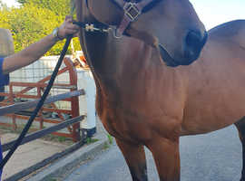 Stunning Thoroughbred Mare for Sale - £7,000 - Leyland, Lancashire**
