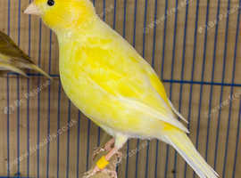 Canaries for sale