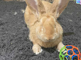 continental giant rabbit for sale scotland