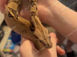 Boa constrictor