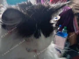 Long hair cat